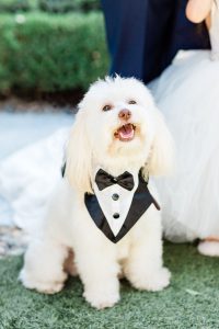 dog in tuxedo at Monji Gardens wedding